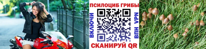 купить закладку  Лениногорск  hydra ссылка  Псилоцибиновые грибы Psilocybine cubensis 